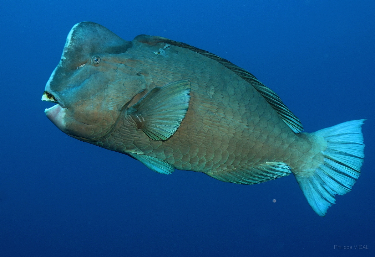 Sipadan_2015_Poisson perroquet a bosse_Bolbometopon muricatum_IMG_3063_rc.jpg